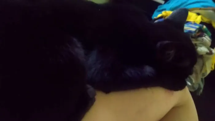 Gato raça Não sei idade 2 a 6 meses nome Pantera