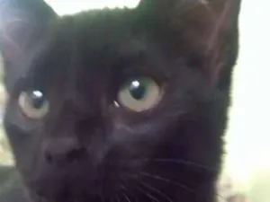 Gato raça Não sei idade 2 a 6 meses nome Pantera