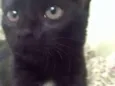 Pantera