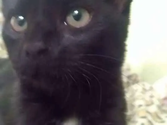 Gato raça Não sei idade 2 a 6 meses nome Pantera