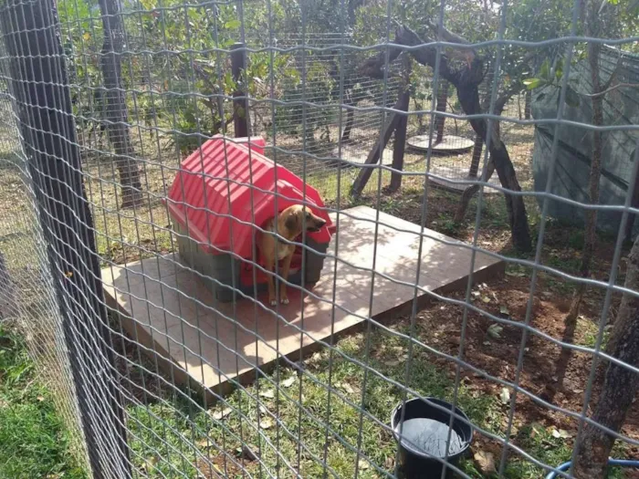Cachorro ra a VIRA-LATA idade 5 anos nome BIBI