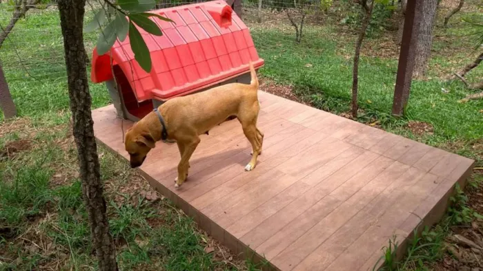 Cachorro ra a VIRA-LATA idade 5 anos nome BIBI