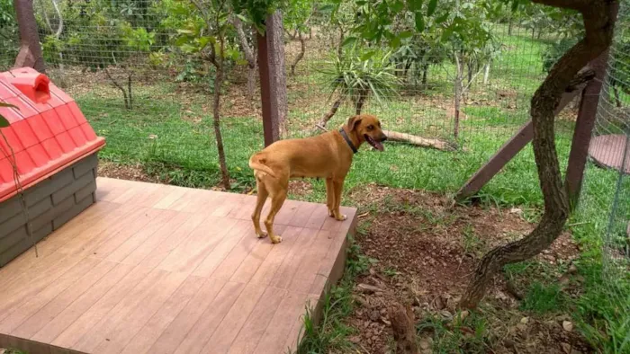 Cachorro ra a VIRA-LATA idade 5 anos nome BIBI