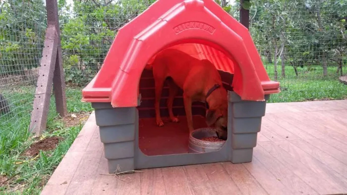 Cachorro ra a VIRA-LATA idade 5 anos nome BIBI