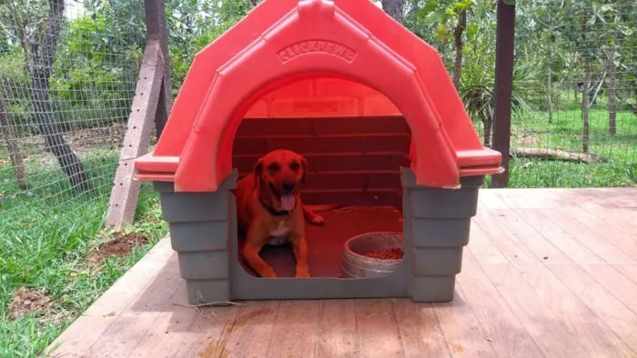 Cachorro ra a VIRA-LATA idade 5 anos nome BIBI