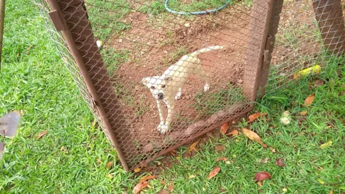 Cachorro ra a Vira-lata idade 2 a 6 meses nome SEM NOME