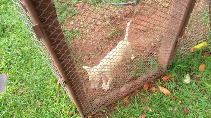 Cachorro ra a Vira-lata idade 2 a 6 meses nome SEM NOME