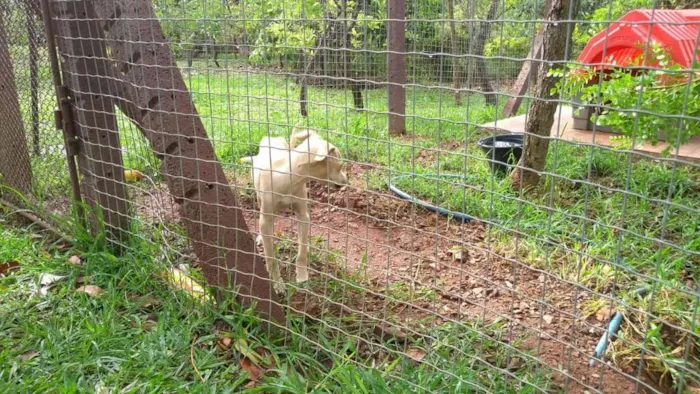 Cachorro ra a Vira-lata idade 2 a 6 meses nome SEM NOME