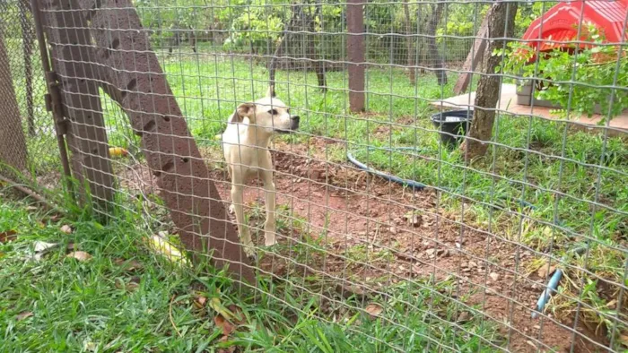 Cachorro ra a Vira-lata idade 2 a 6 meses nome SEM NOME