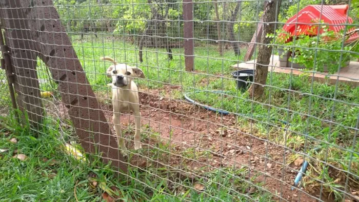 Cachorro ra a Vira-lata idade 2 a 6 meses nome SEM NOME