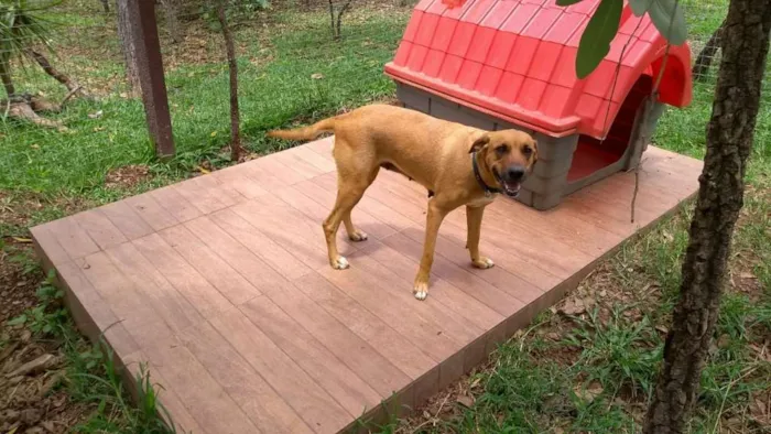 Cachorro ra a Vira-lata idade 2 a 6 meses nome SEM NOME