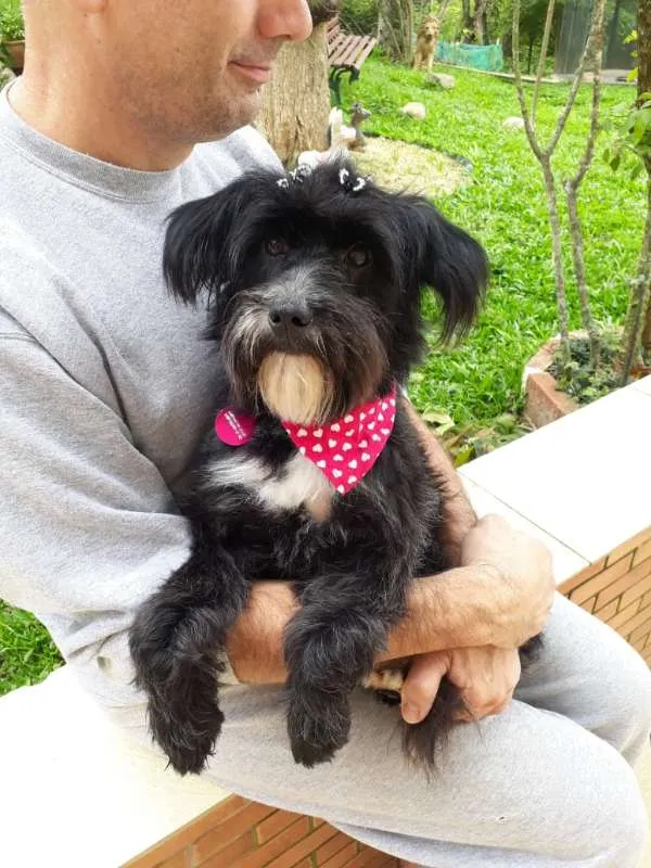 Cachorro ra a SRD idade 1 ano nome DUDA