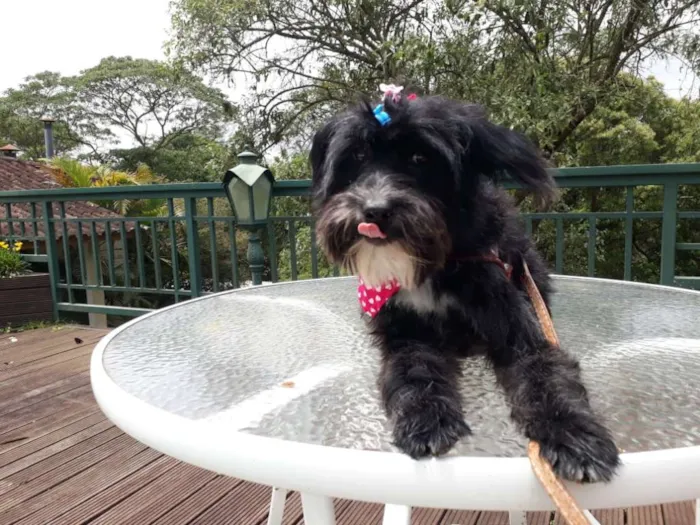 Cachorro ra a SRD idade 1 ano nome DUDA