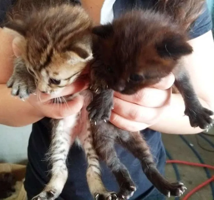 Gato ra a "GATOLATA" idade Abaixo de 2 meses nome SEM NOME