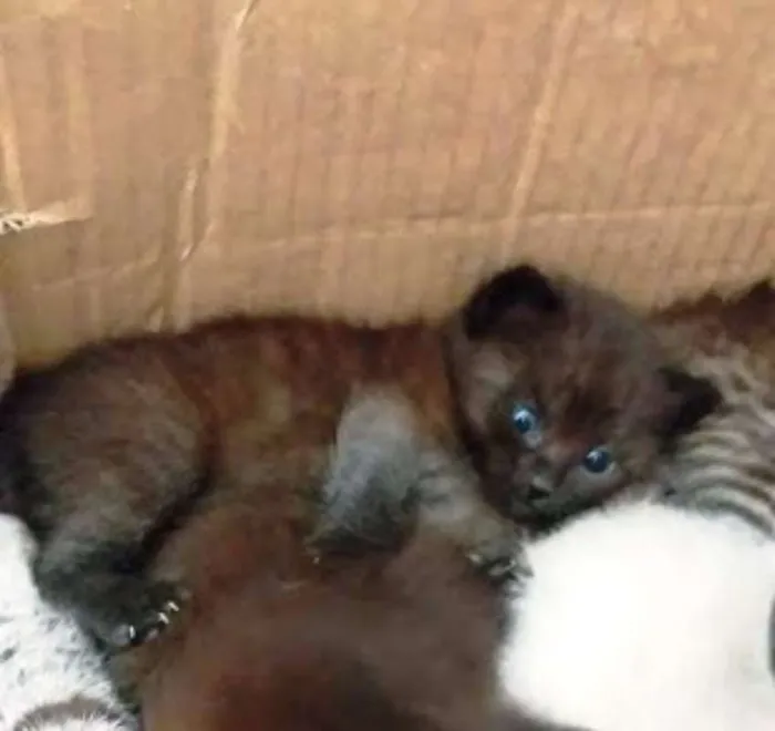 Gato ra a "GATOLATA" idade Abaixo de 2 meses nome SEM NOME