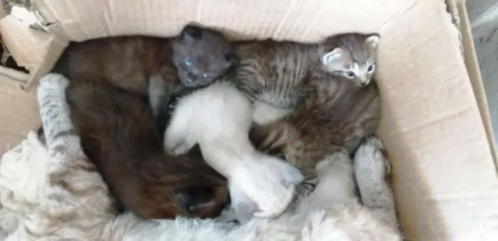 Gato ra a "GATOLATA" idade Abaixo de 2 meses nome SEM NOME