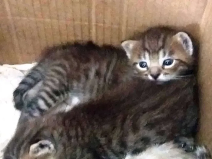 Gato ra a "GATOLATA" idade Abaixo de 2 meses nome SEM NOME