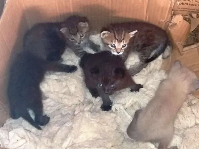 Gato ra a "GATOLATA" idade Abaixo de 2 meses nome SEM NOME