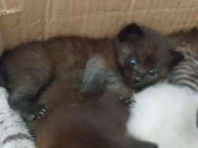 Gato ra a "GATOLATA" idade Abaixo de 2 meses nome SEM NOME