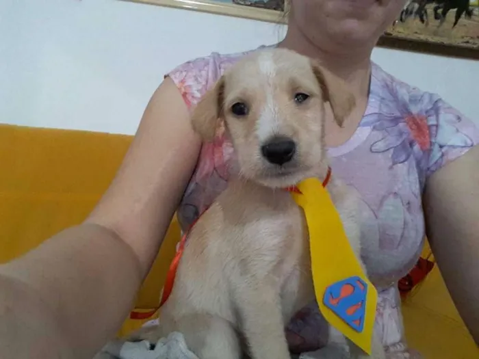 Cachorro ra a Vira Lata idade Abaixo de 2 meses nome Pipoca