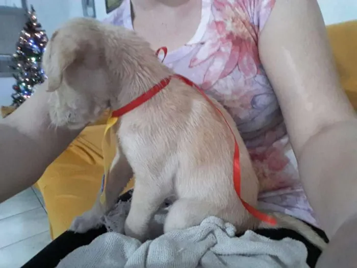 Cachorro ra a Vira Lata idade Abaixo de 2 meses nome Pipoca