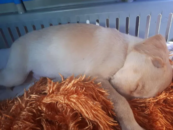 Cachorro ra a Vira Lata idade Abaixo de 2 meses nome Pipoca