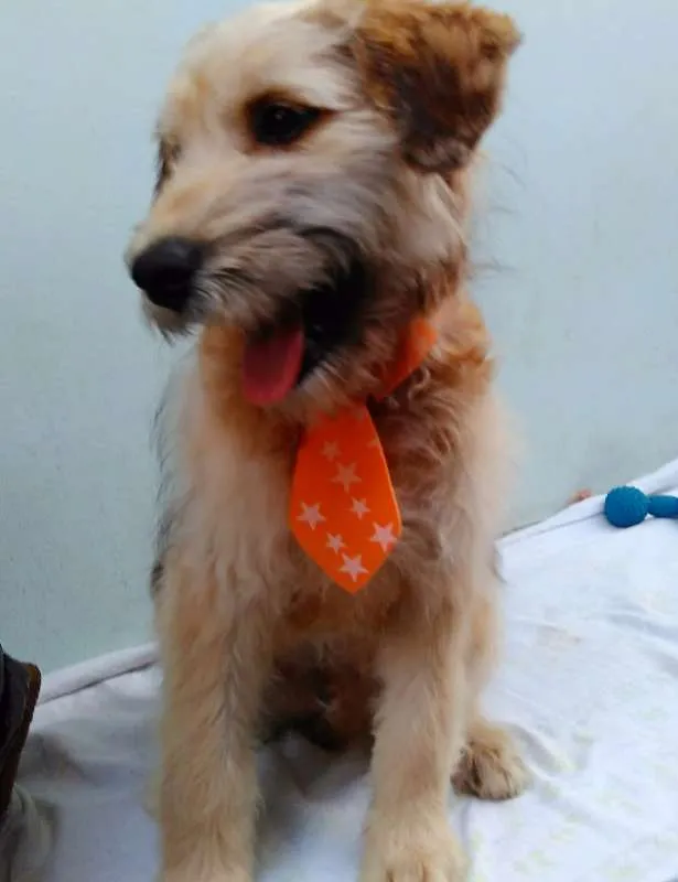 Cachorro ra a SRD idade 2 a 6 meses nome Sem Nome