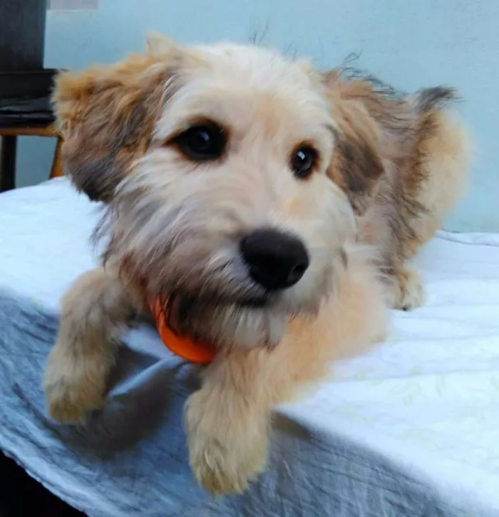 Cachorro ra a SRD idade 2 a 6 meses nome Sem Nome