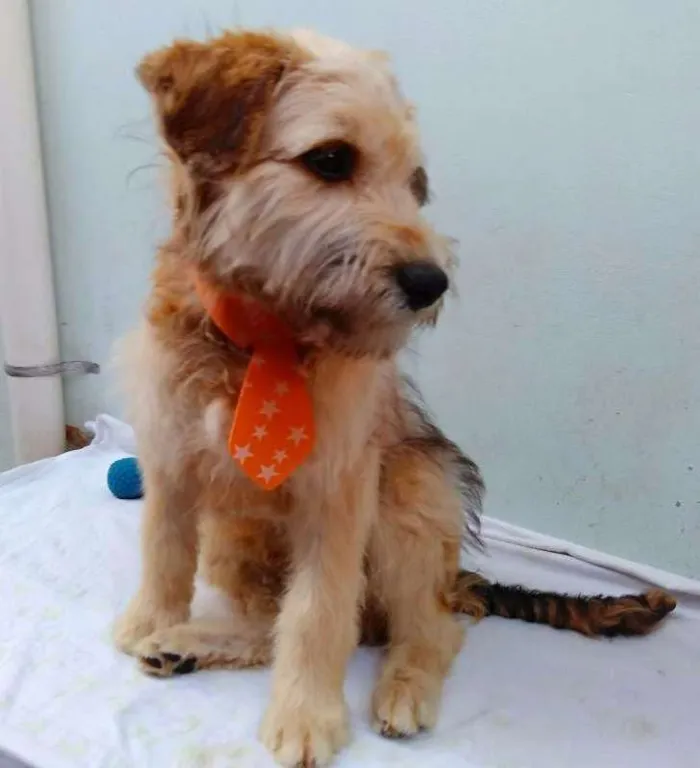 Cachorro ra a SRD idade 2 a 6 meses nome Sem Nome