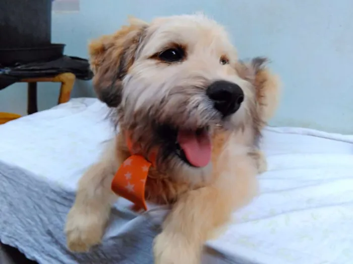 Cachorro ra a SRD idade 2 a 6 meses nome Sem Nome