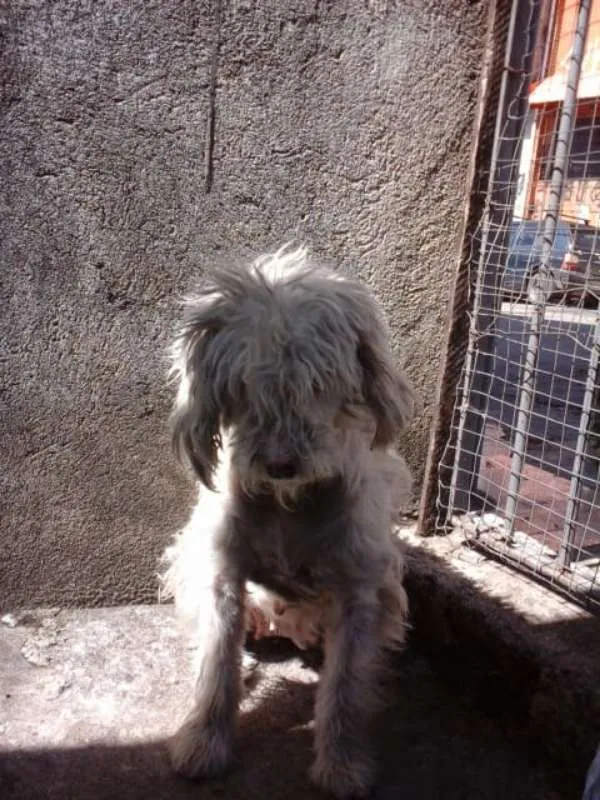 Cachorro ra a Poodle idade 6 ou mais anos nome Princesa