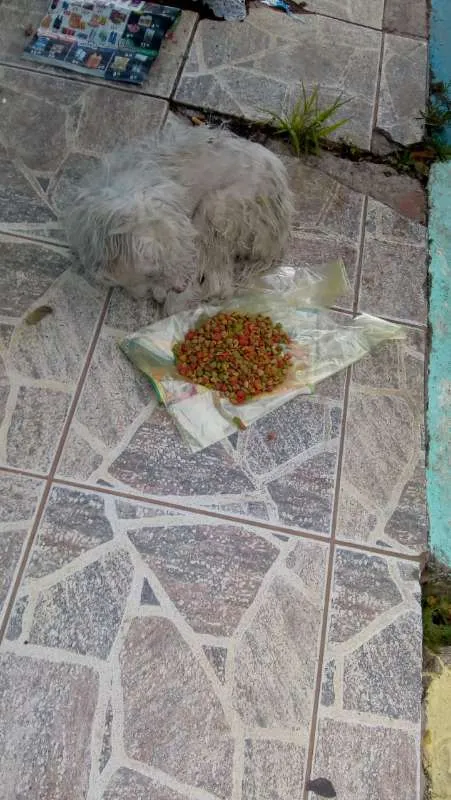 Cachorro ra a Poodle idade 6 ou mais anos nome Princesa