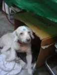 Princesa