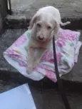 Princesa