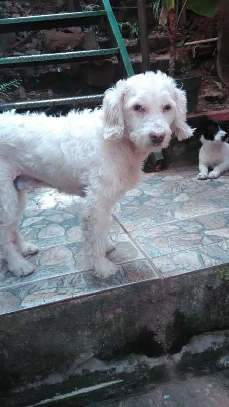 Cachorro ra a Poodle idade 6 ou mais anos nome Princesa