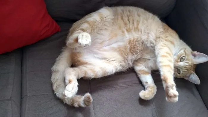 Gato ra a Não definida idade 5 anos nome Théo