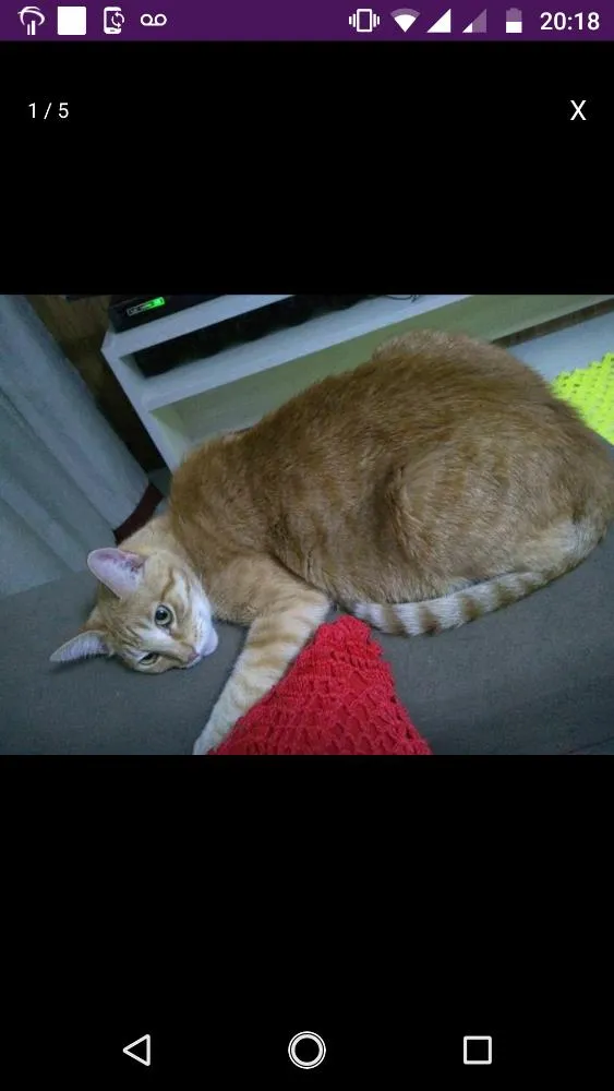 Gato ra a Não definida idade 5 anos nome Théo