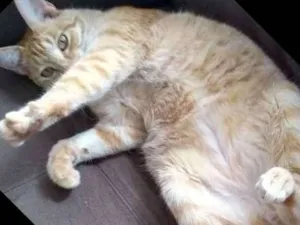 Gato raça Não definida idade 5 anos nome Théo