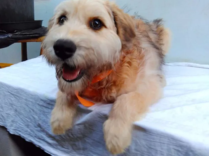 Cachorro ra a SRD idade 2 a 6 meses nome Sem Nome