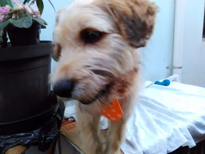 Cachorro ra a SRD idade 2 a 6 meses nome Sem Nome