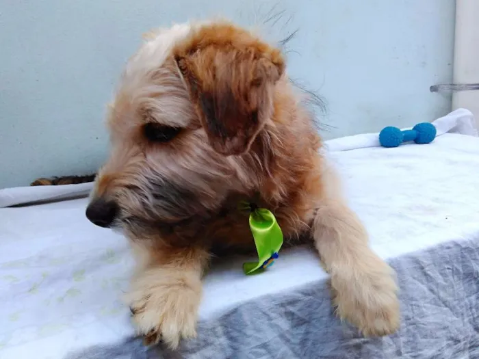 Cachorro ra a SRD idade 2 a 6 meses nome Sem Nome