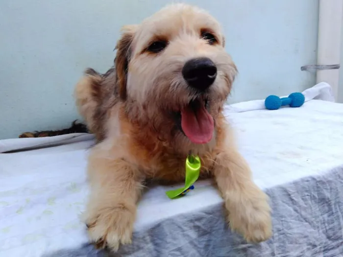 Cachorro ra a SRD idade 2 a 6 meses nome Sem Nome