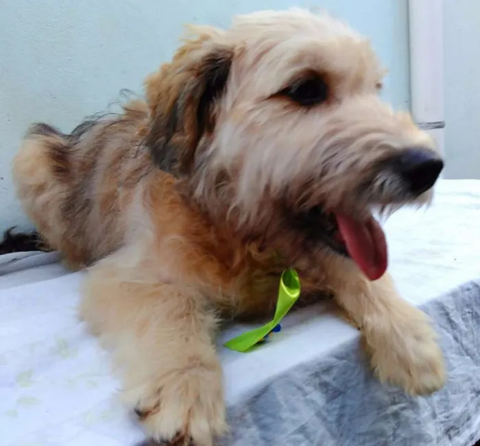 Cachorro ra a SRD idade 2 a 6 meses nome Sem Nome