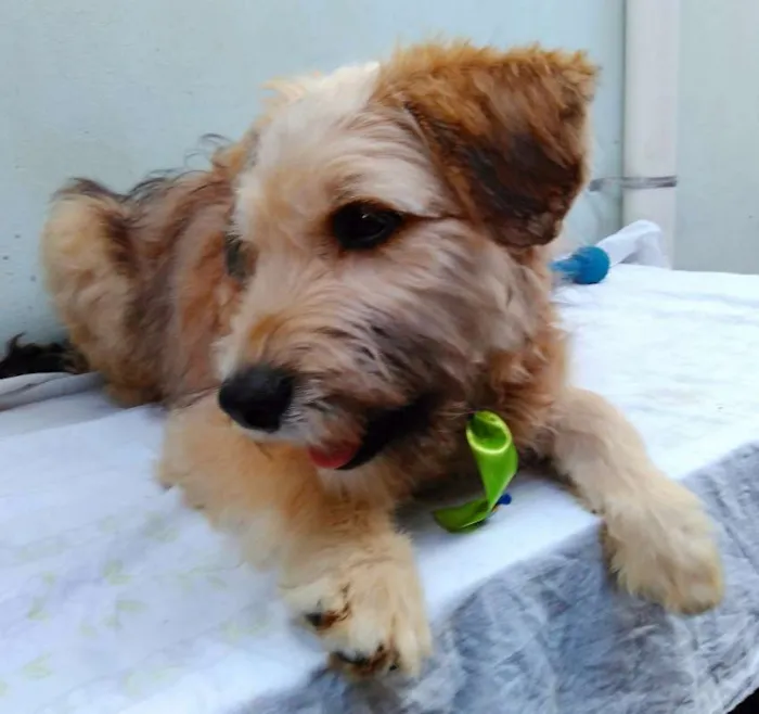 Cachorro ra a SRD idade 2 a 6 meses nome Sem Nome