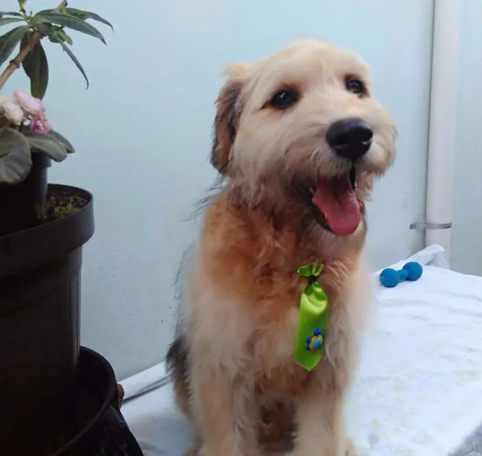 Cachorro ra a SRD idade 2 a 6 meses nome Sem Nome