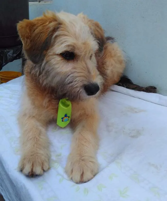 Cachorro ra a SRD idade 2 a 6 meses nome Sem Nome