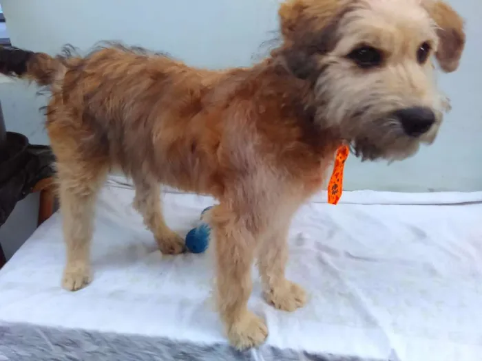 Cachorro ra a SRD idade 2 a 6 meses nome Sem Nome
