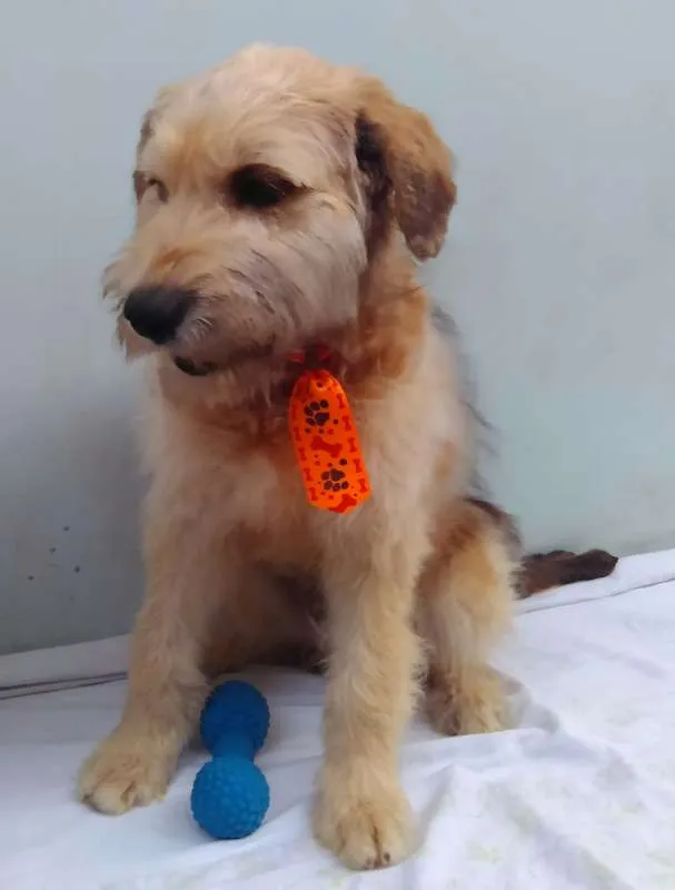 Cachorro ra a SRD idade 2 a 6 meses nome Sem Nome