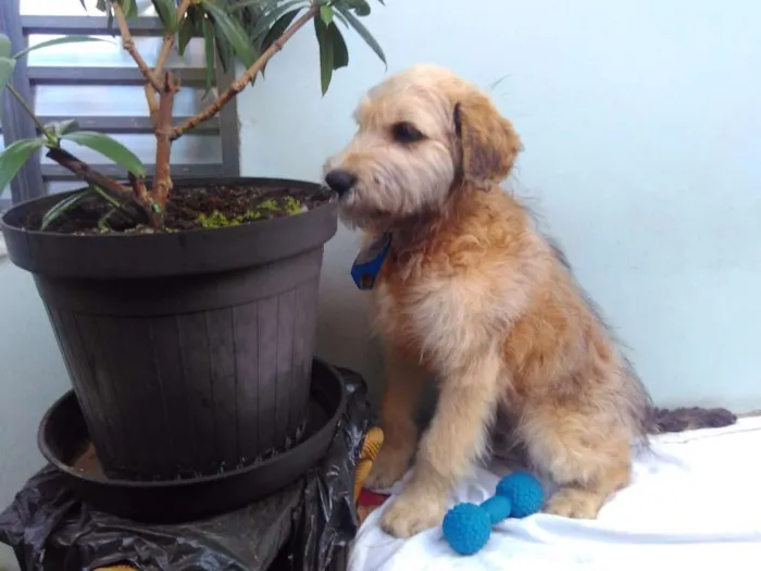 Cachorro ra a SRD idade 2 a 6 meses nome Sem Nome