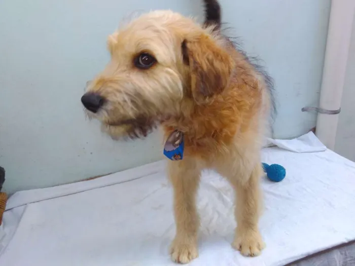 Cachorro ra a SRD idade 2 a 6 meses nome Sem Nome